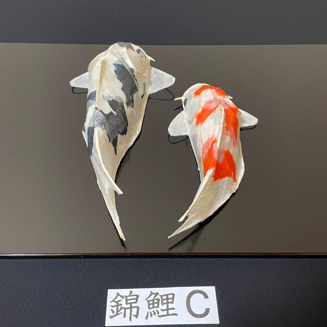 張子　錦鯉 C ツヤあり