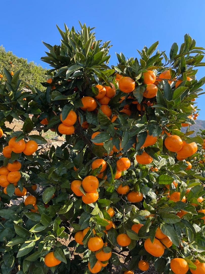 有田みかん　中生みかん　小玉　5キロ✖️4箱
