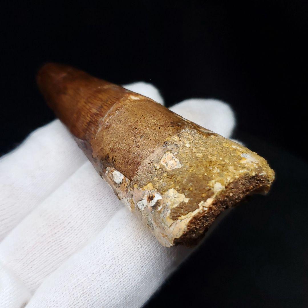 美品 スピノサウルス 本物 モロッコ産 71.57mm sp429