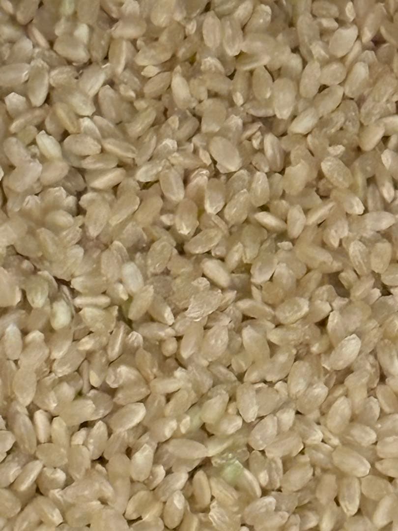 くず米　袋込み20kg (正確には19.1キロ)