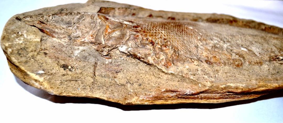 凡そ一億年前のブラジル・セアラ州産絶滅古代魚ラコレピスの化石