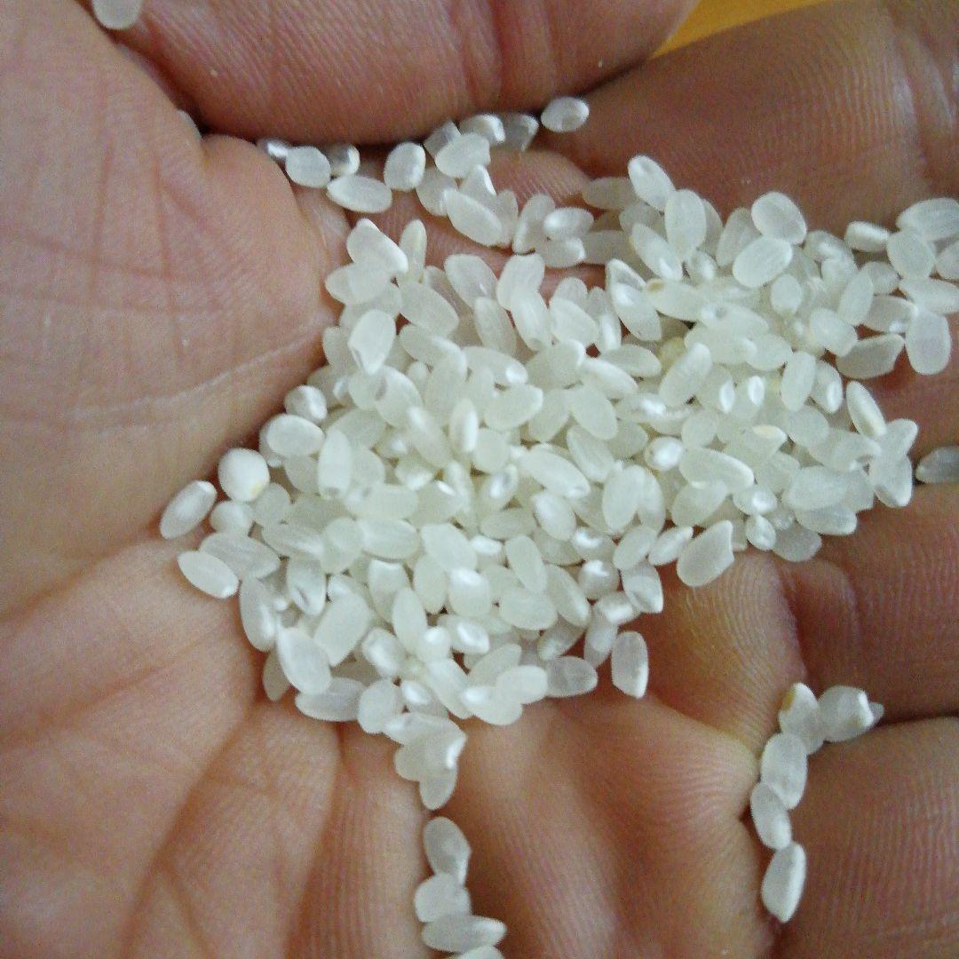 令和６年産白米