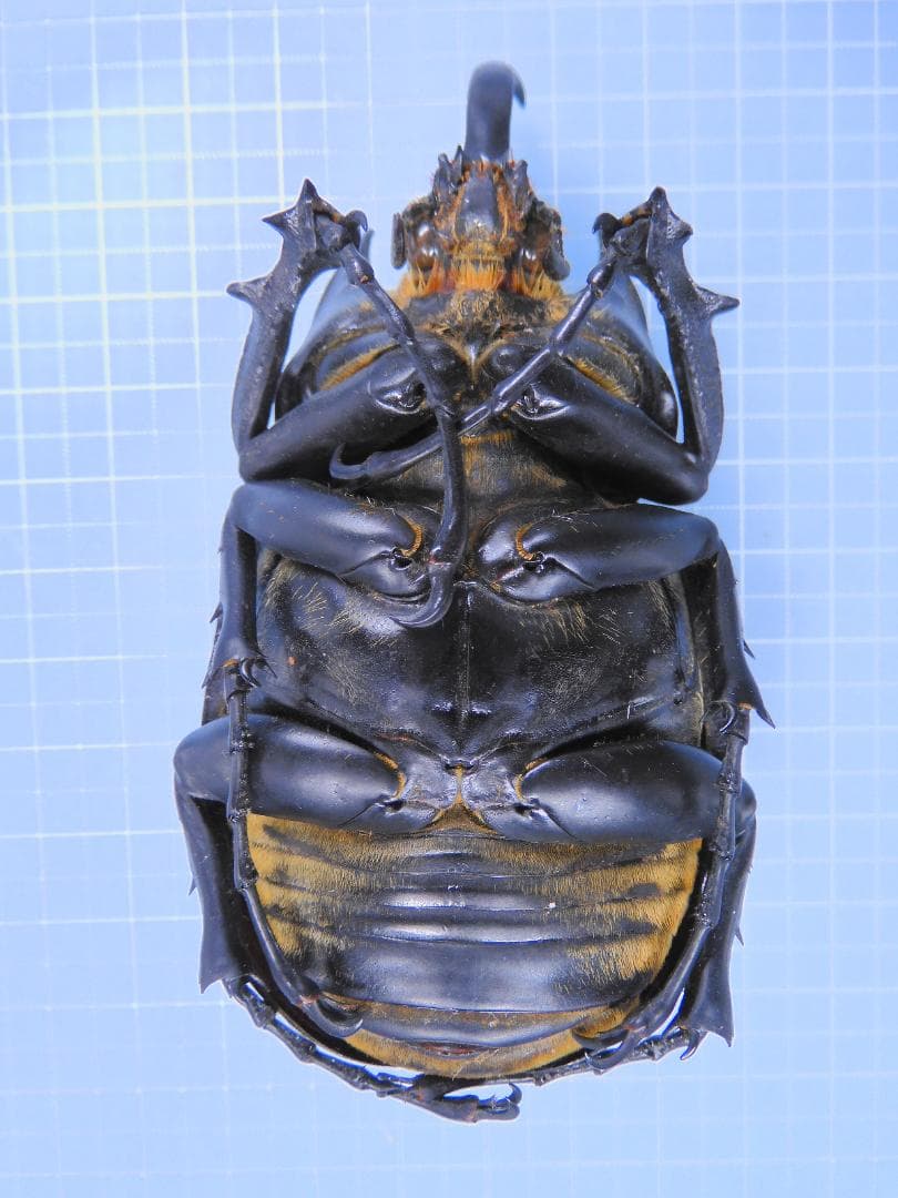 コロンビア産　ラミレスゾウカブト95mm