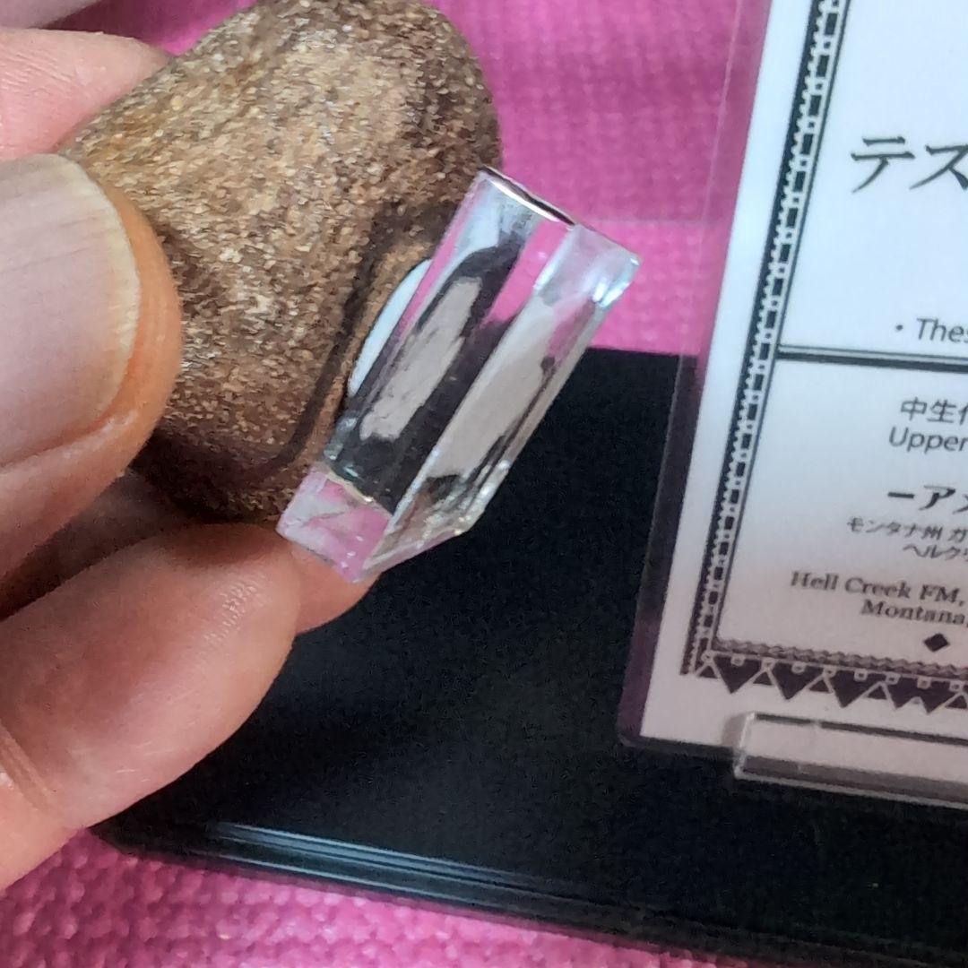 恐竜　テスケロサウルスの頚椎骨化　モンタナ　ラベル台座付き