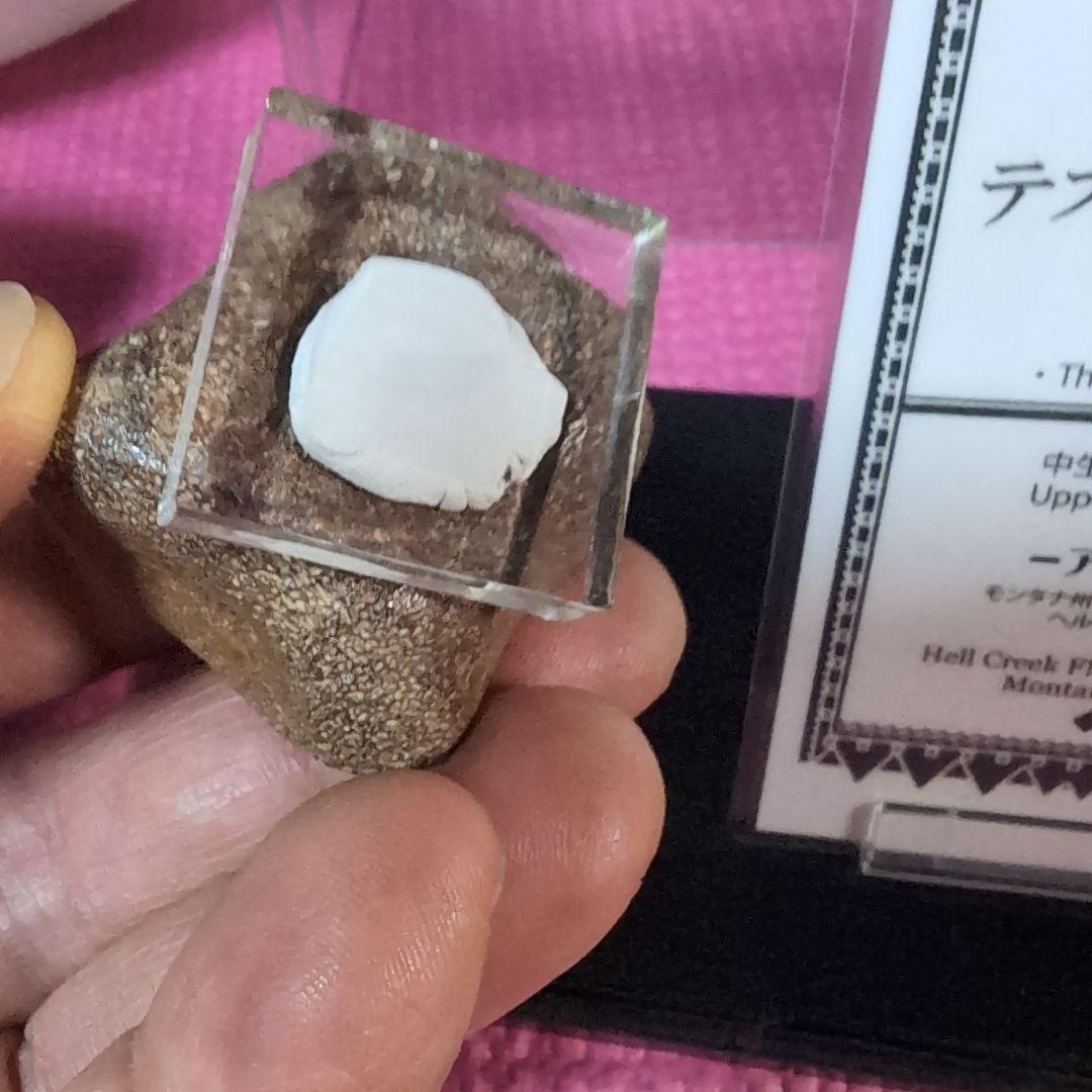 恐竜　テスケロサウルスの頚椎骨化　モンタナ　ラベル台座付き