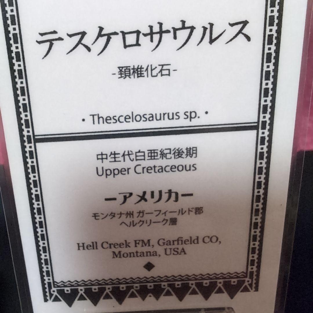 恐竜　テスケロサウルスの頚椎骨化　モンタナ　ラベル台座付き