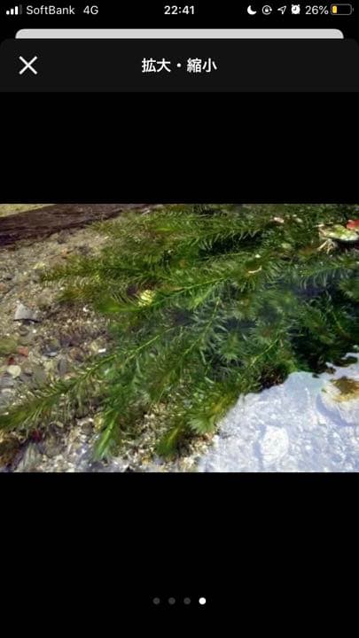 アナカリス オオカナダモ　1000本