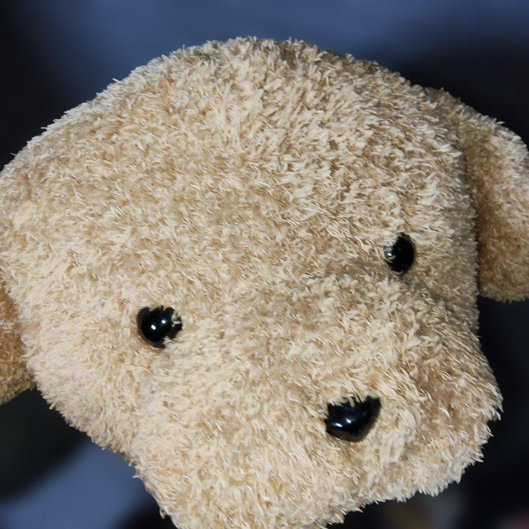 安立屋限定 特等 スタンダードプードル トイプードル 浅草 いぬくじ