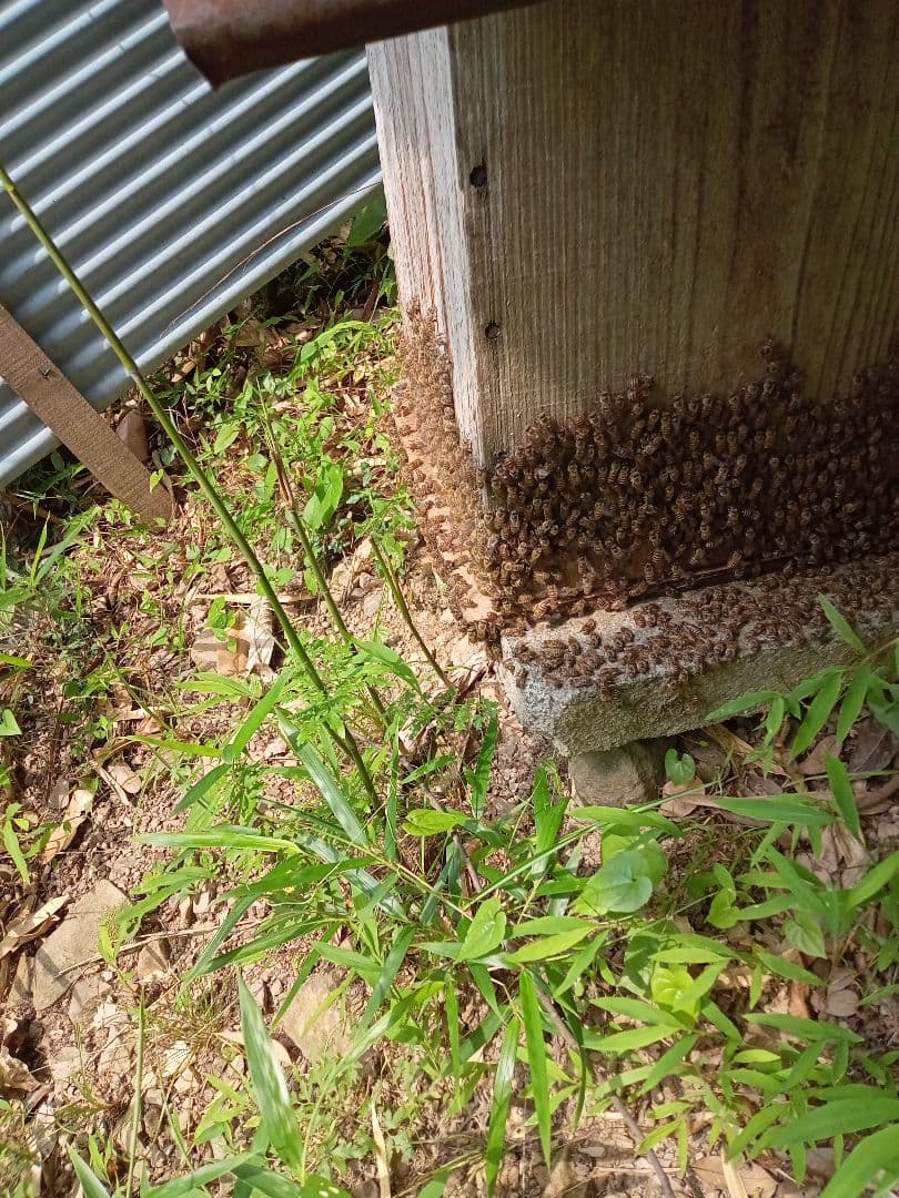 日本ミツバチの蜂蜜1200g