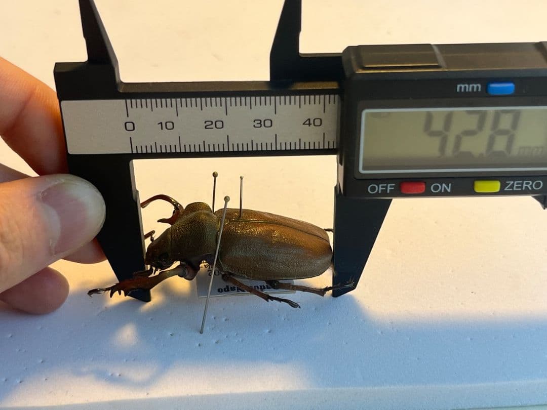 【42mm】ミラビリステナガスジコガネ'ナンベイテナガスジコガネ 昆虫標本
