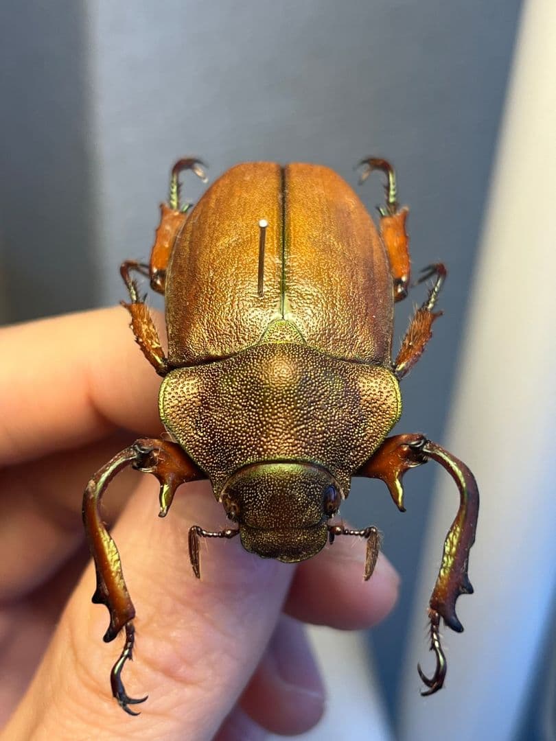 【42mm】ミラビリステナガスジコガネ'ナンベイテナガスジコガネ 昆虫標本