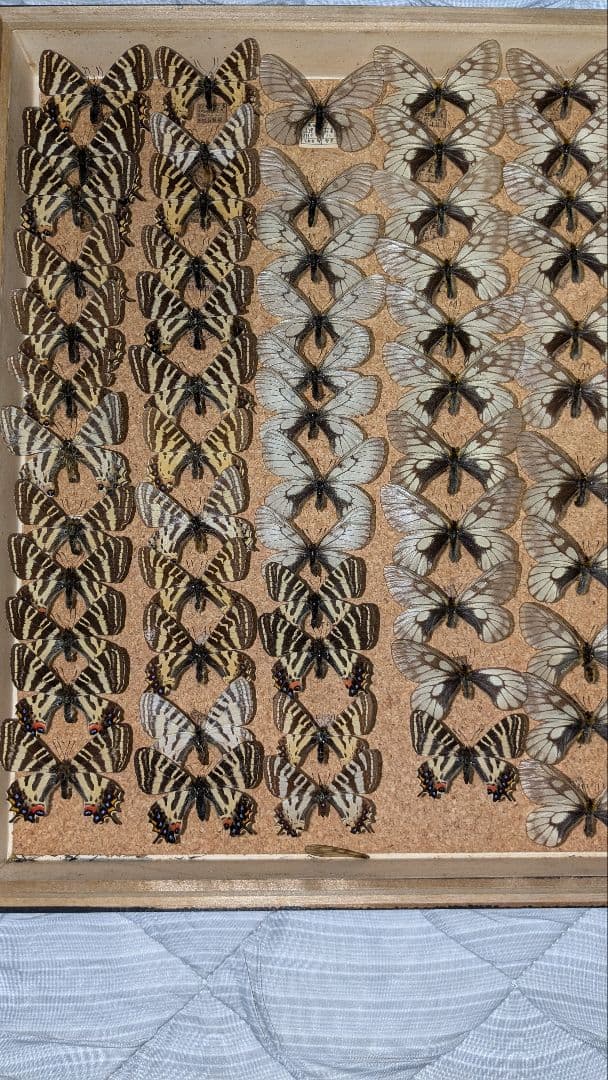 値下げしました。ギフ、ヒメギフチョウ＆ウスバ、ヒメウスバシロチョウセット　セット