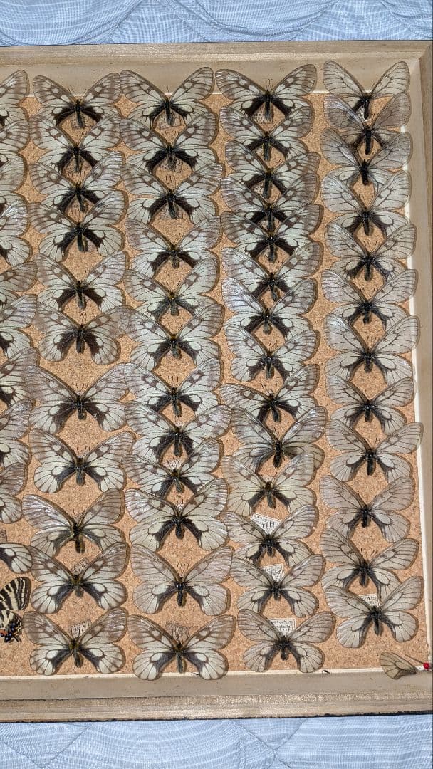 値下げしました。ギフ、ヒメギフチョウ＆ウスバ、ヒメウスバシロチョウセット　セット