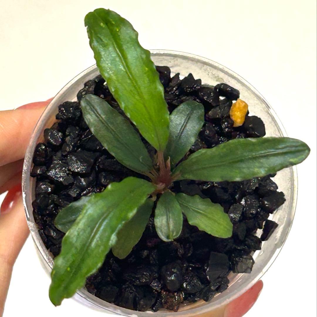 【現地消滅種❣️】ブセファランドラ sekadau 3【TB】斑入り