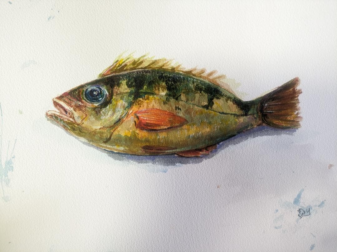 めばる, 水彩, 描かれた, 魚