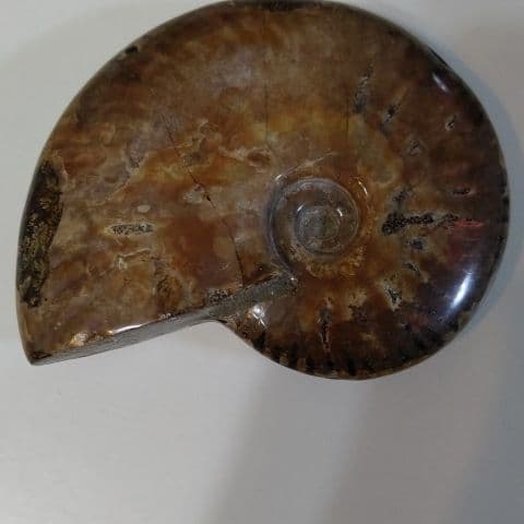 アンモナイト化石  550グラムBIG