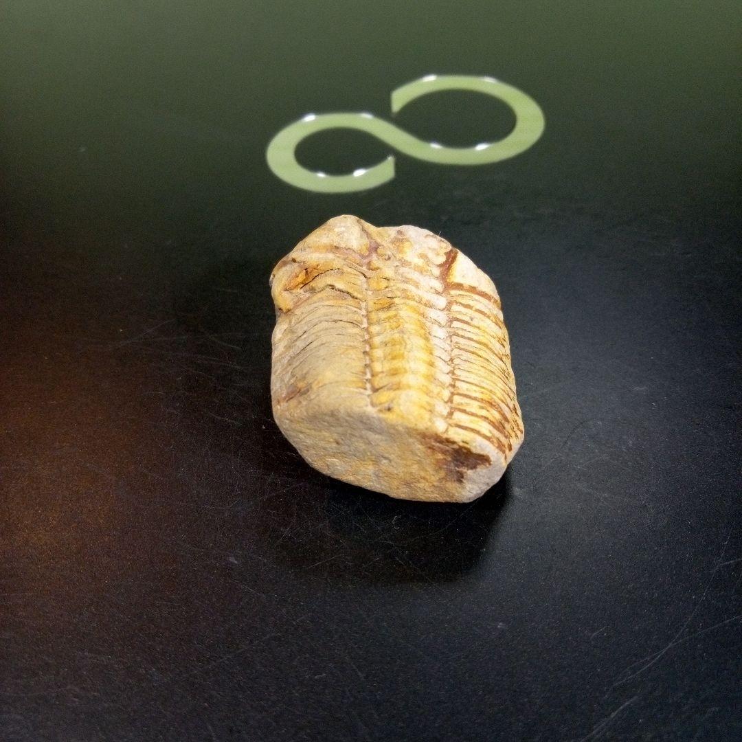 三葉虫　化石　fossil　ボリビア産　トライロバイト　三葉虫個体④