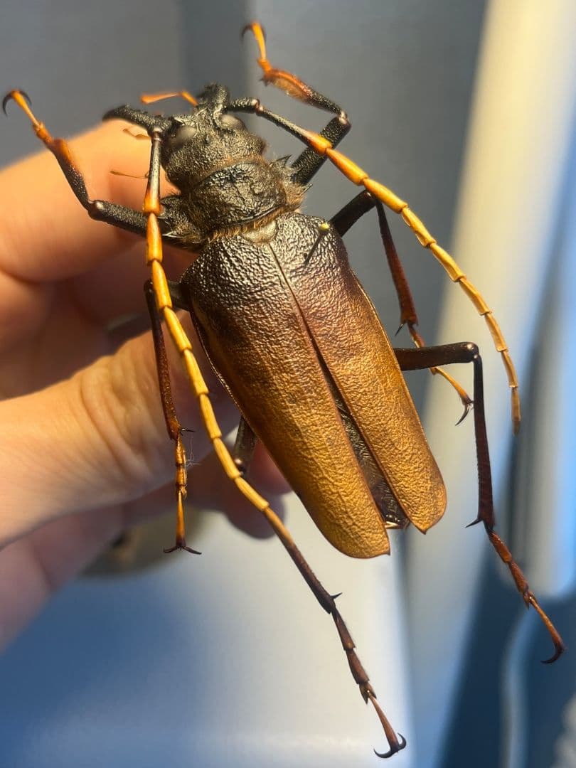 【70mm】アントンルリオニノコギリカミキリ 　昆虫標本