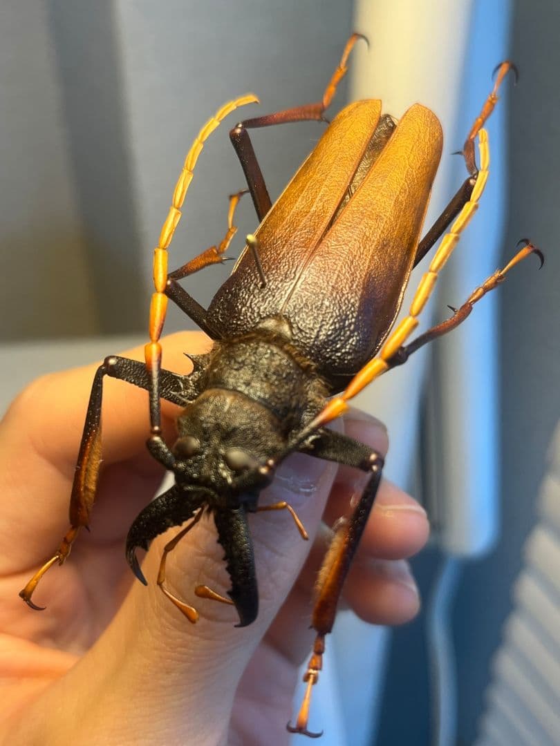 【70mm】アントンルリオニノコギリカミキリ 　昆虫標本