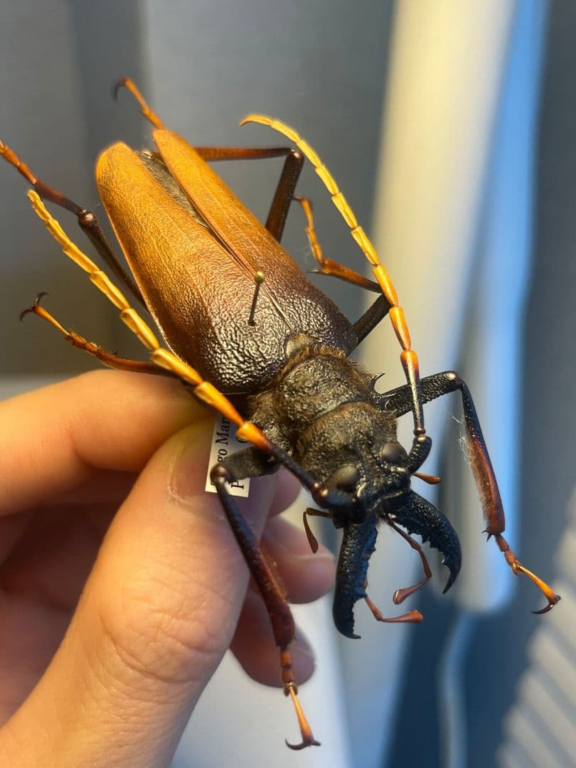 【70mm】アントンルリオニノコギリカミキリ 　昆虫標本