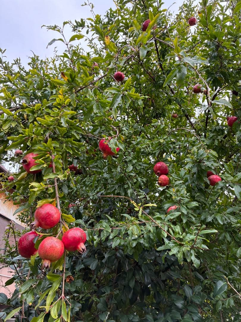 無農薬・国産ザクロ、箱込み10Kg