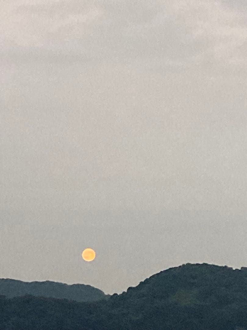 ニホンミツバチ　日本蜜蜂　夏蜜　1120g