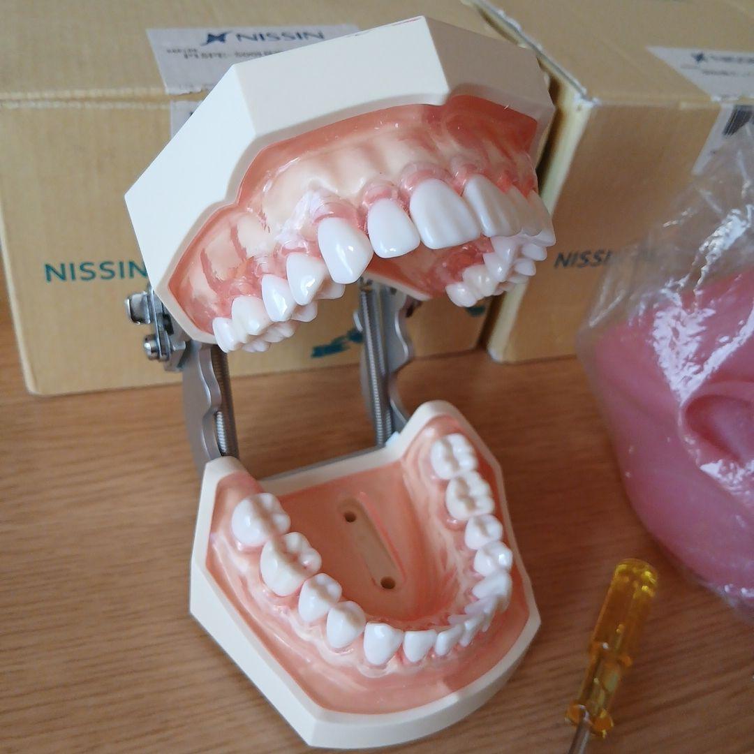 NISSIN ニッシン 額模型 歯科模型 歯科衛生士