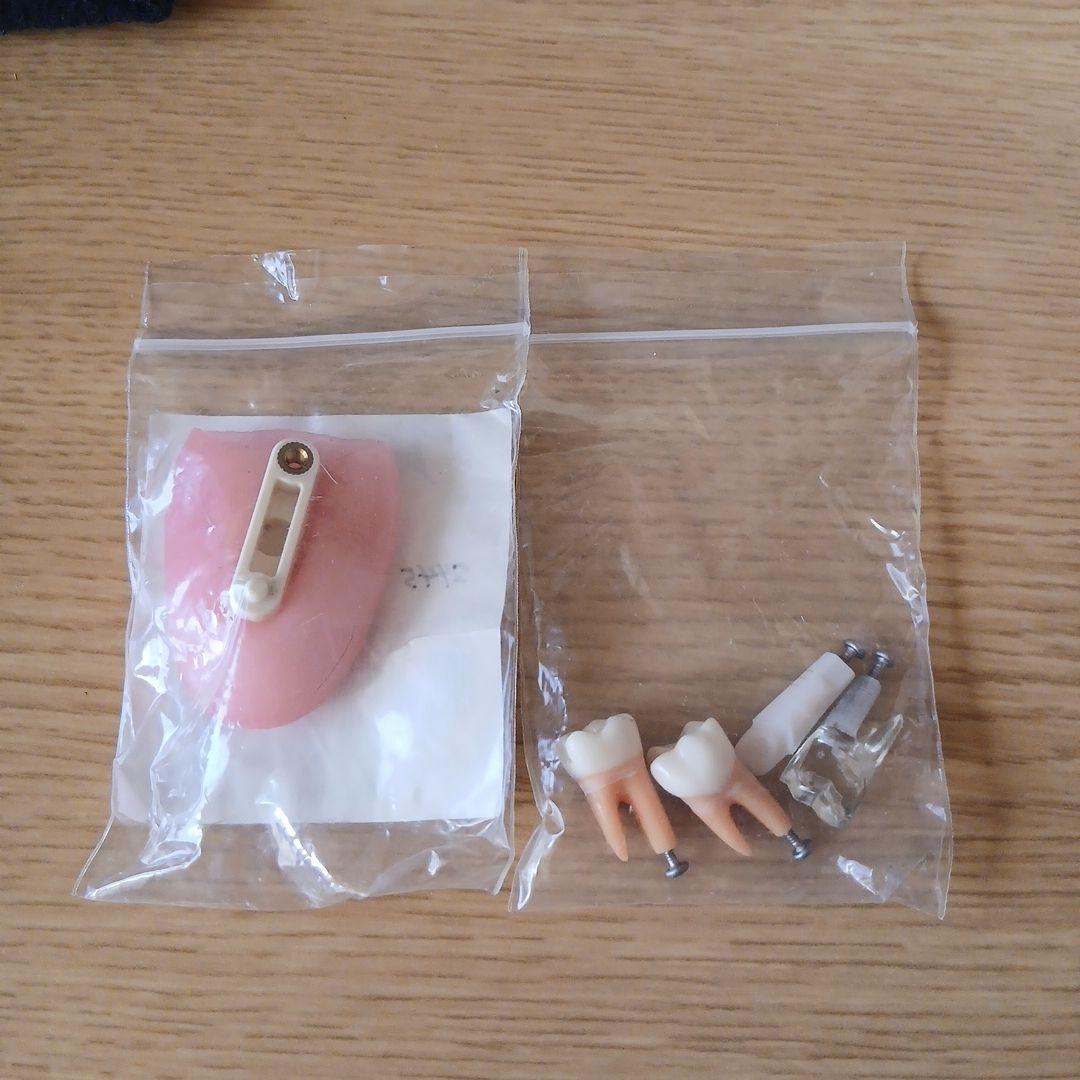 NISSIN ニッシン 額模型 歯科模型 歯科衛生士