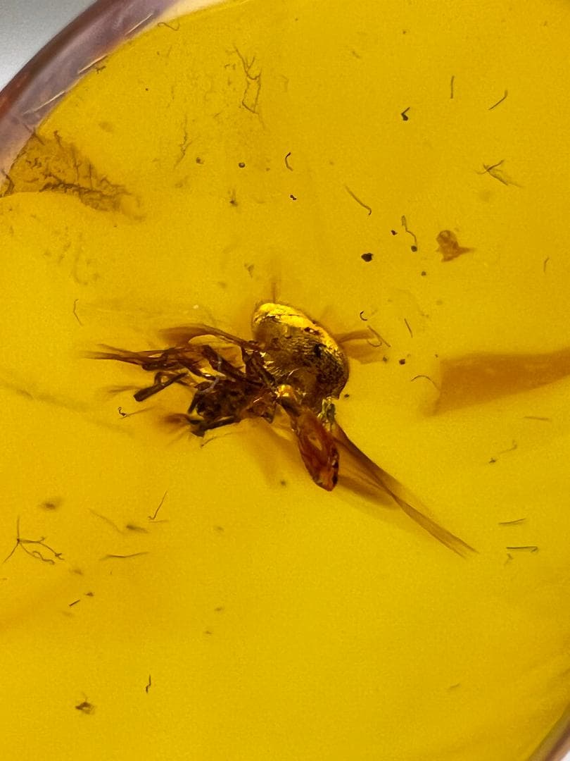 【海】超レア　蜘蛛と小蝿　虫入り 琥珀 化石 本物 バルト海産　30mm  美品