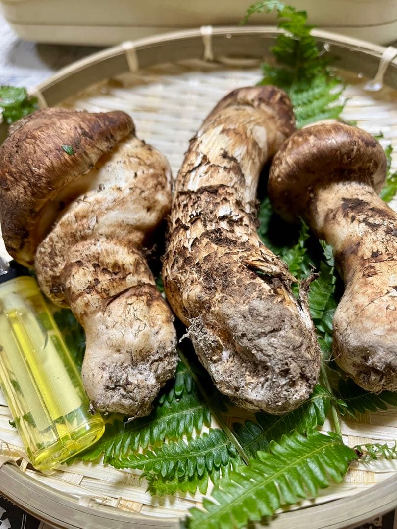 【大阪泉州産】天然松茸 採れたて「超ブサイクちゃん」3本190g国産