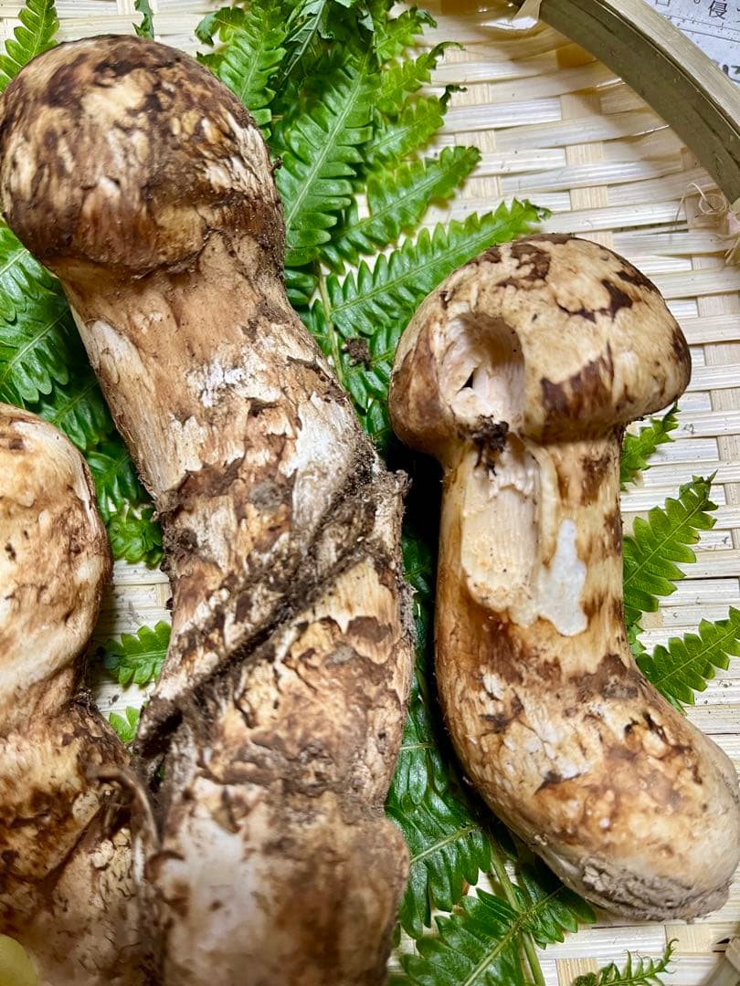 【大阪泉州産】天然松茸 採れたて「超ブサイクちゃん」3本190g国産