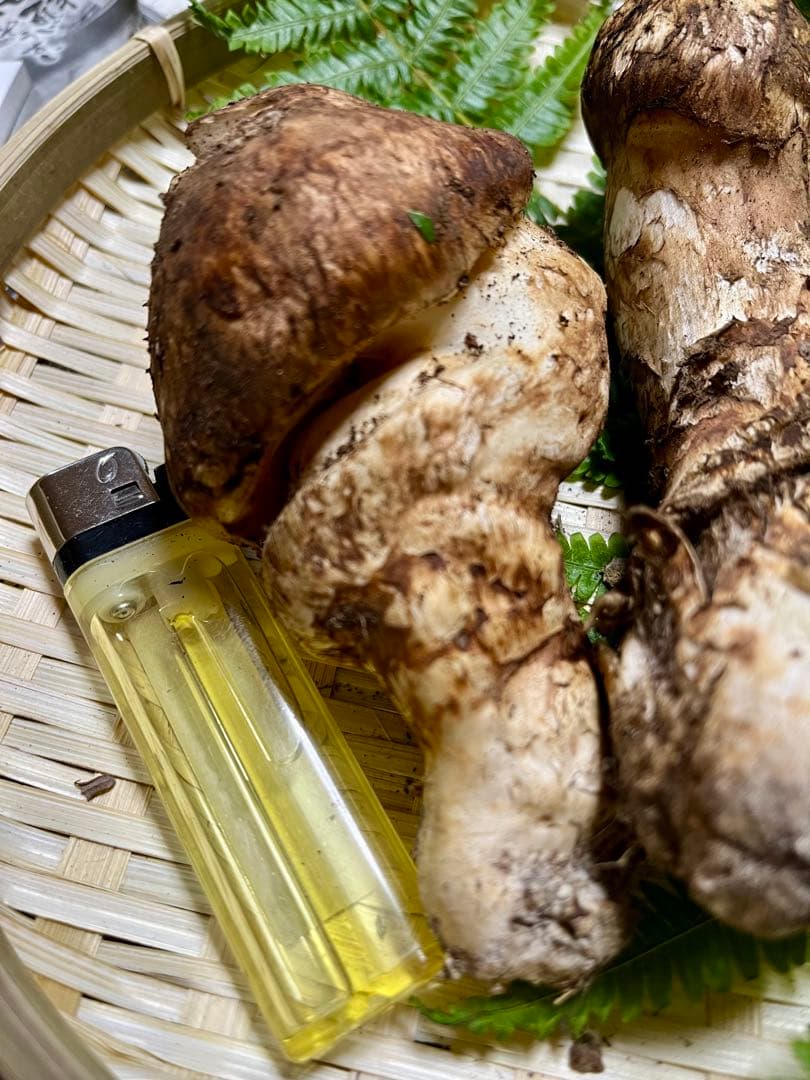 【大阪泉州産】天然松茸 採れたて「超ブサイクちゃん」3本190g国産