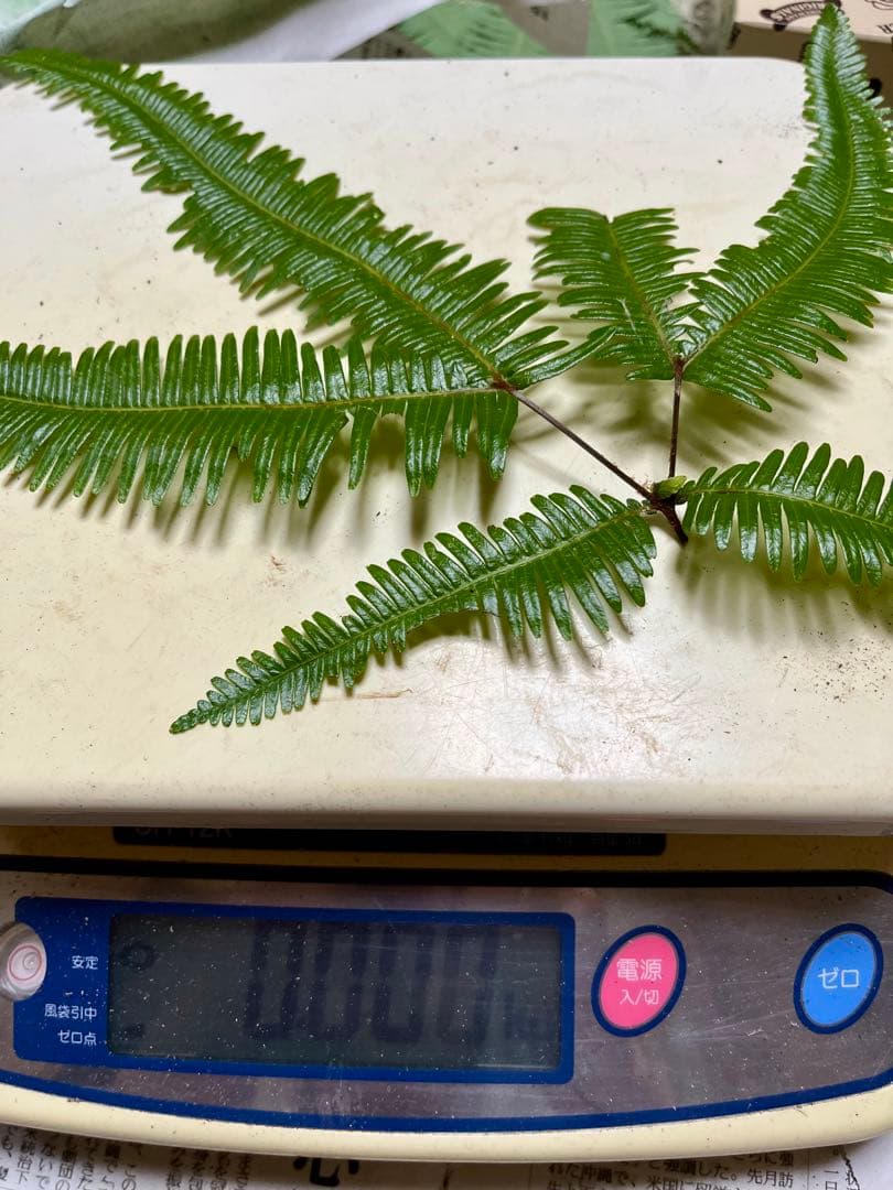 【大阪泉州産】天然松茸 採れたて「超ブサイクちゃん」3本190g国産