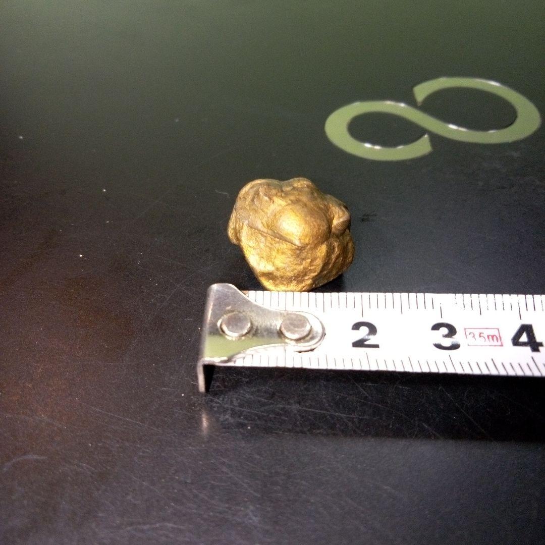 三葉虫　化石　fossil　ボリビア産　レア　Fossil管理⑥