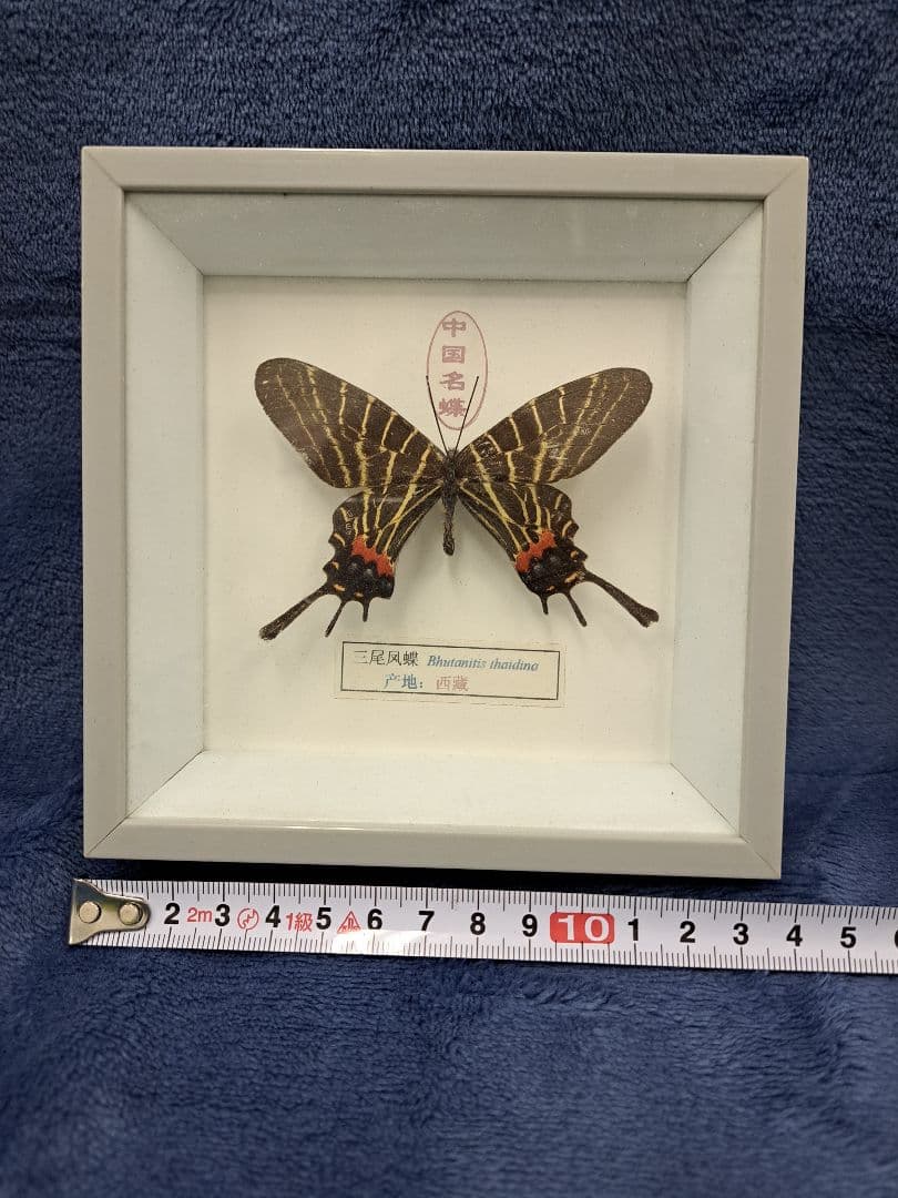 蝶々標本　bhutanitis thaidina(シボリアゲハ)　中国