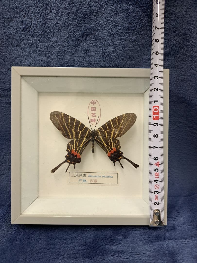 蝶々標本　bhutanitis thaidina(シボリアゲハ)　中国