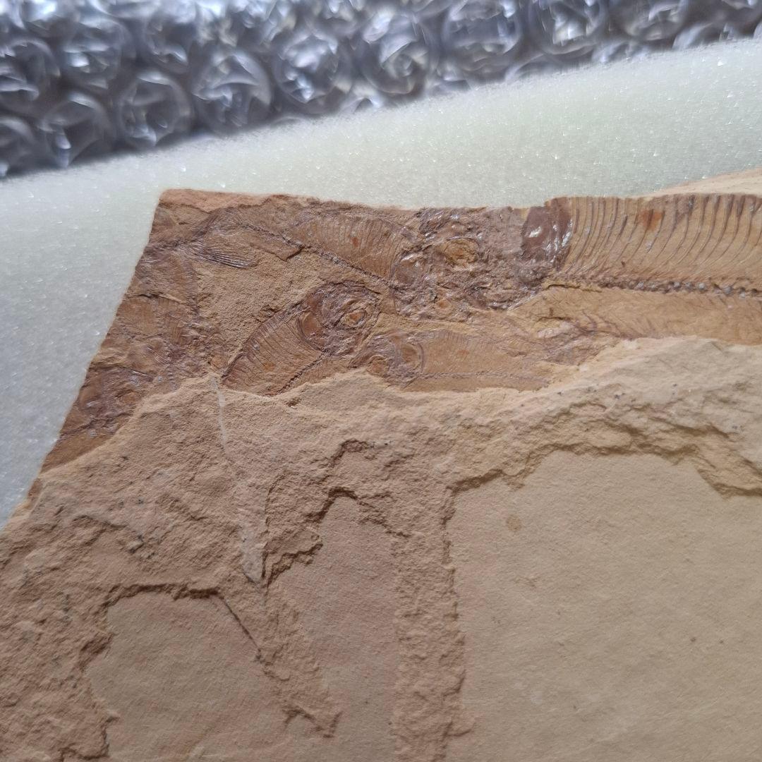 5500万年前の魚化石　ナイティア　Knightia　群体化石　新生代第三紀