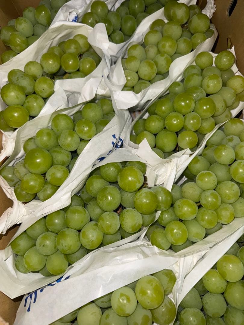 山梨県産ぶどう⭐️シャインマスカット⭐️家庭用10房入り箱込み約5.6キロ