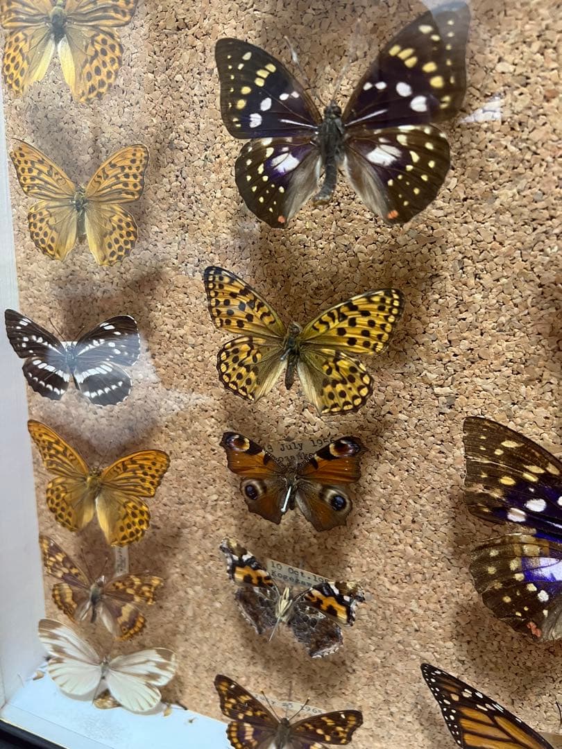 ドイツ空箱2点と蝶標本1点3セット 黒50x42x6cm蝶か30匹現状品のみ