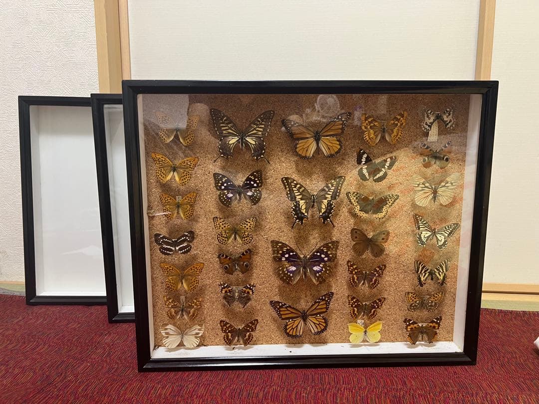 ドイツ空箱2点と蝶標本1点3セット 黒50x42x6cm蝶か30匹現状品のみ