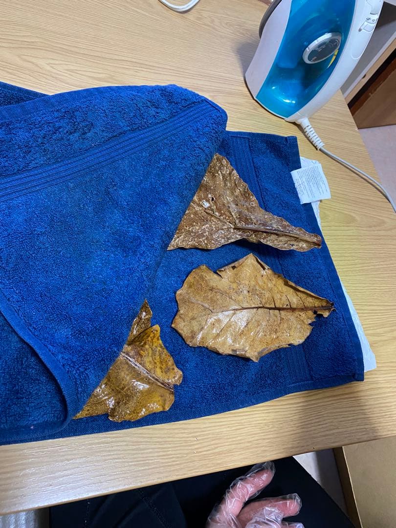 沖縄県やんばる産マジックリーフ 1kg UV殺菌灯照射済み⑤