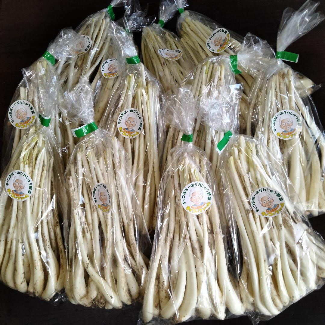 〈直売所コスパ最強〉沖縄県産Ｋおばーの島らっきょう 約８kg【常温便】③