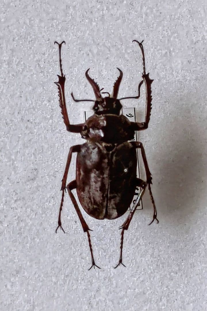 ジュッセリンコガシラクワガタ 標本