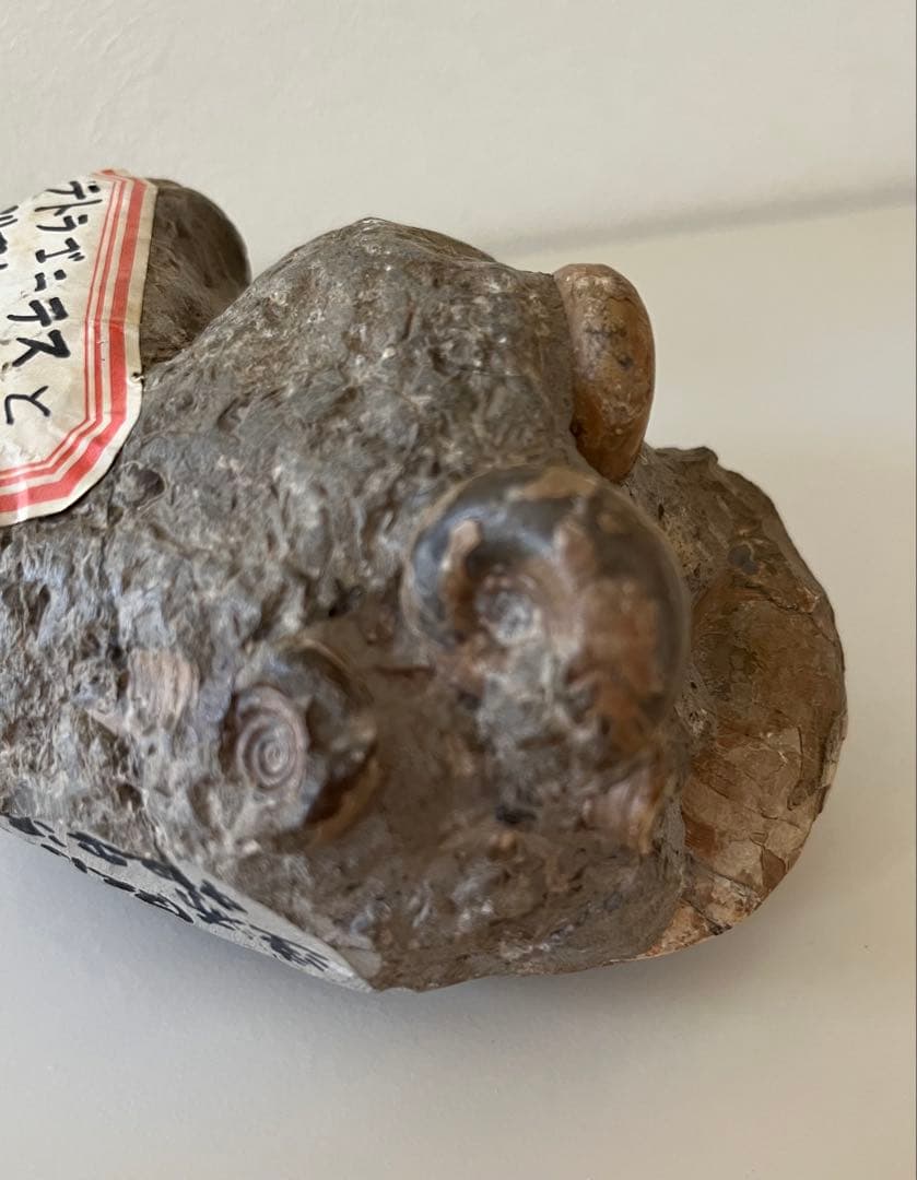 異常巻きアンモナイト化石