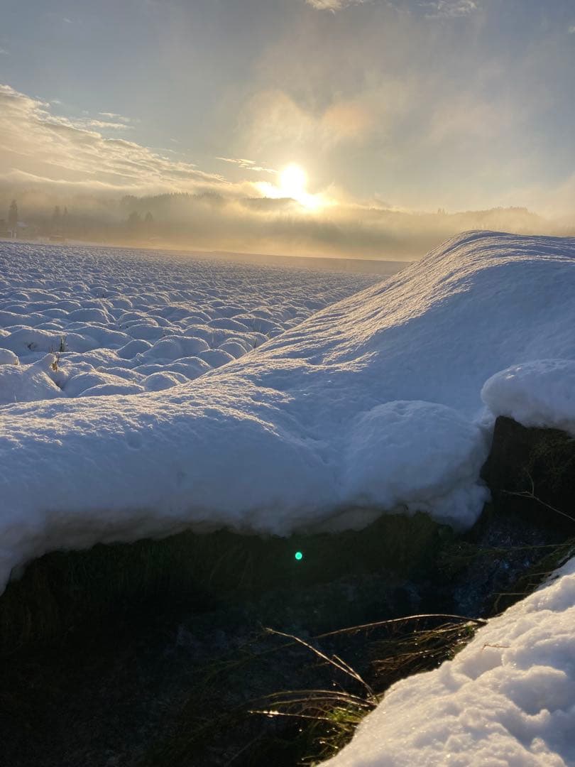 魚沼産コシヒカリ玄米10㌔