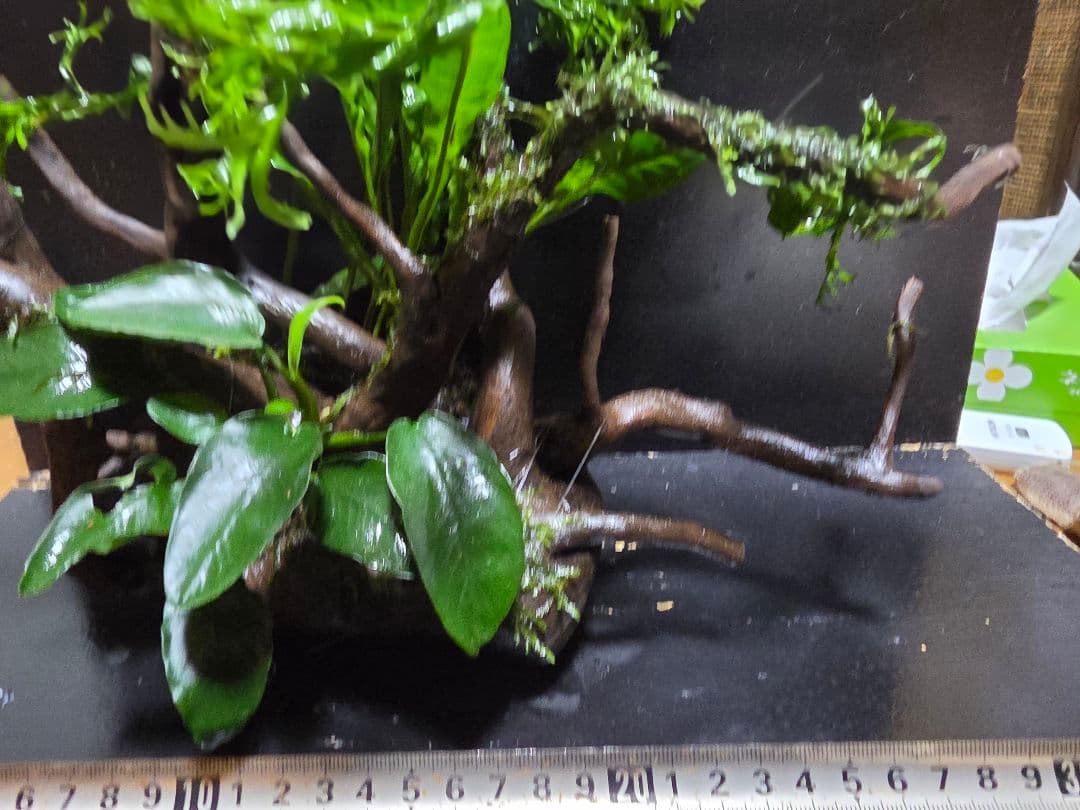 水草3種巻き ブランチウッド大サイズ