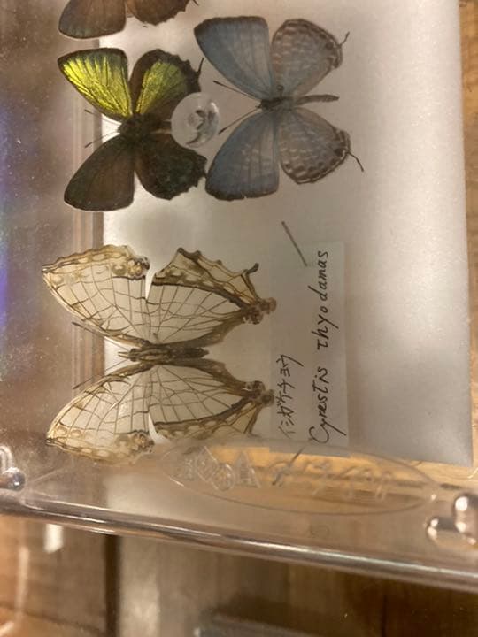 蝶の標本　レア