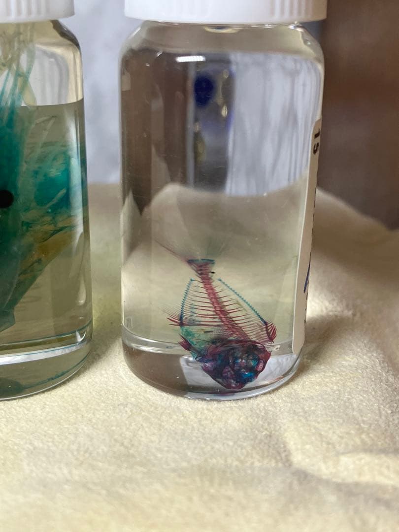 透明骨格標本 5個セット (シラエビ1個,シマアジ2個,カワエビ2個)