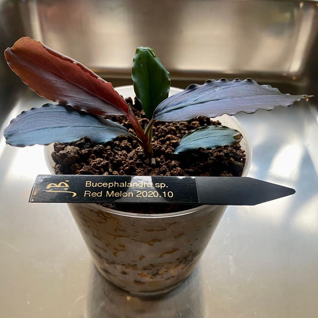 Bucephalandra sp.Red melon レッドメロン JB