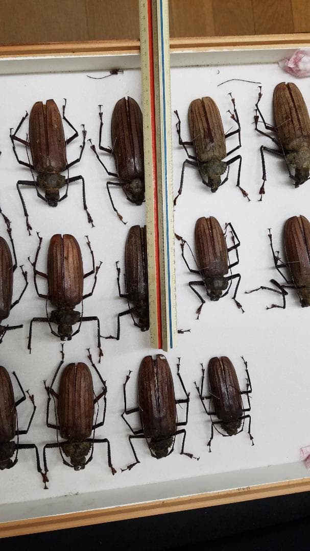 コレクションシリーズブルウスオオウスバカミキリ